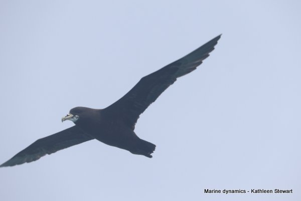 white-chinned petrel, South africa